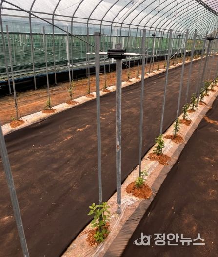 구기자 시설재배