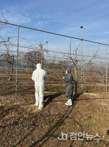 임실군, 과수화상병 궤양 제거 ‘예방의 첫걸음’