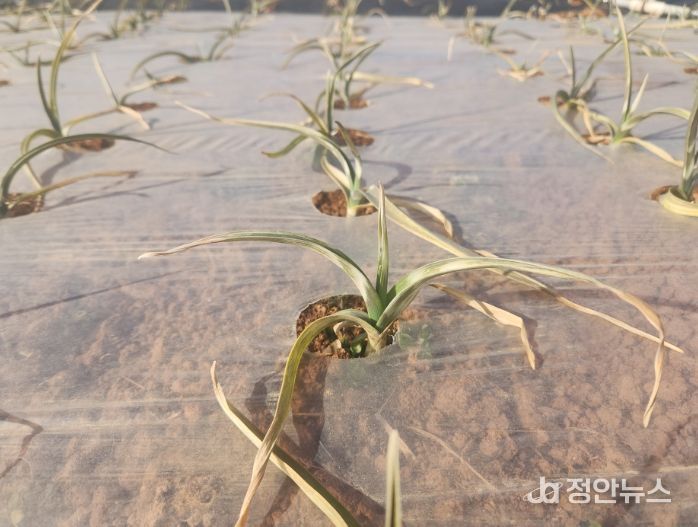 이상기상 대비 마늘 월동 후 병해충 및 생육관리 철저 당부