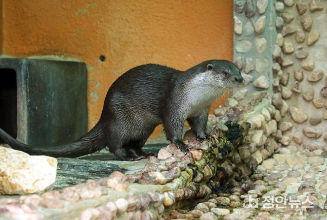 서울대공원 수달 수컷 7살(사진 제공:서울대공원)