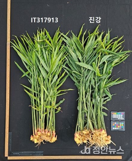 농업기술원, 국내 최초 생강 신품종 ‘진강’ 육성 및 출원