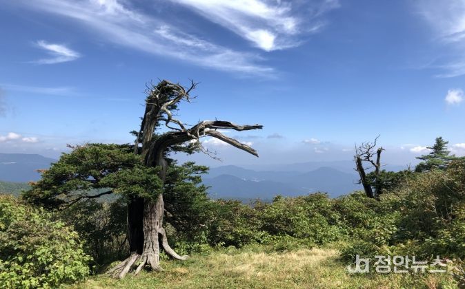 태백산 주목 집단 현황