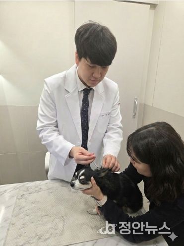 봄철 반려견 광견병 예방접종