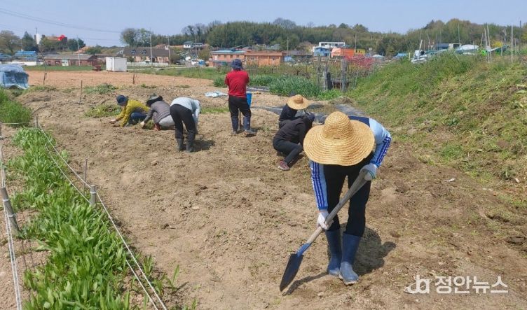 광주 남구, 나만의 초록 일터 ‘도심 텃밭’ 인기