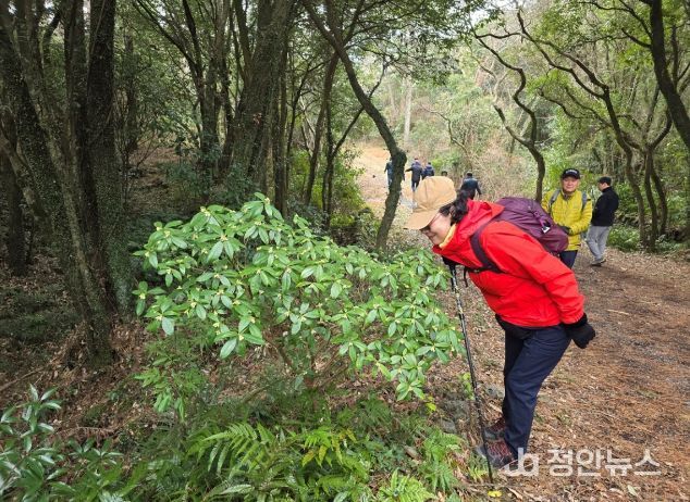 제주 백서향 탐방객 관람