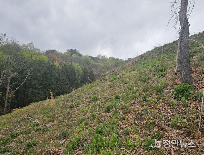 진주시,‘2026년 조림·숲가꾸기 사업’