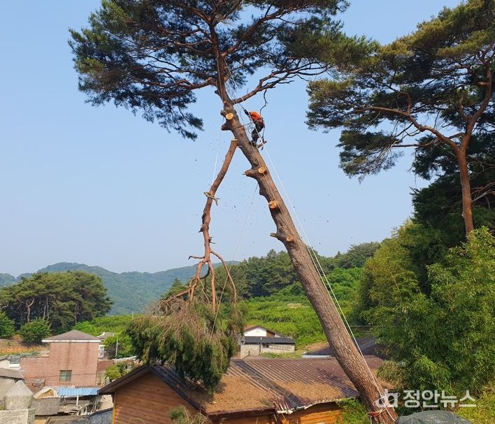 산청군 재해예방 벌채사업 모습